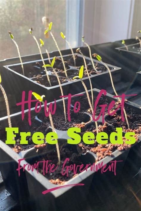 Free Seeds | Succulent garden diy, Home vegetable garden, Food garden