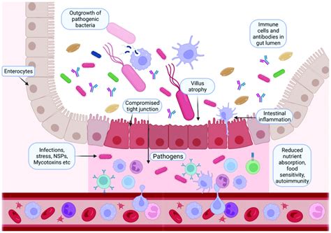 Dysbiosis Induced By Different Factors Alters The Gastrointestinal Download Scientific Diagram