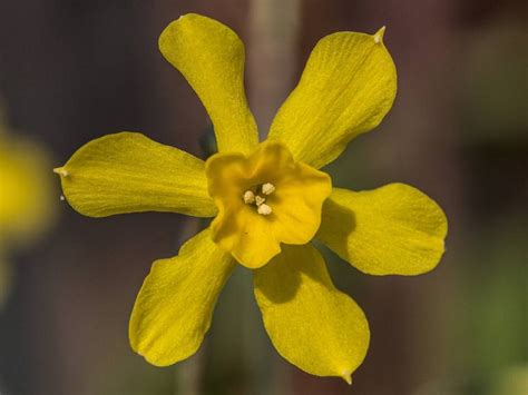 Bright Yellow Daffodil Flower Photography By Pixie Copley Lrps