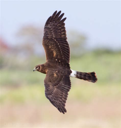 Birds: Marsh Hawk | Henry E. Hooper