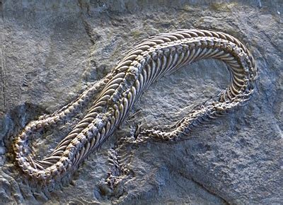 Colubrid Snake Fossils | Natural Atlas