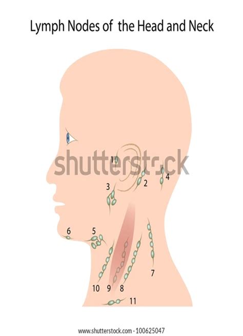 Lymph Nodes Of Head And Neck Diagram Quizlet