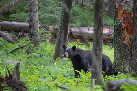 Bear Hibernation: Facts and Myths from the Den | Outdoor Life