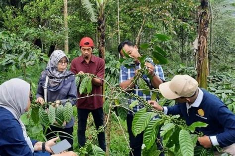 Kementan Dorong Pengendalian Organisme Pengganggu Tumbuhan Kopi Trubus