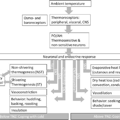 A simplified schematic figure of the mechanisms of thermoregulation in ...