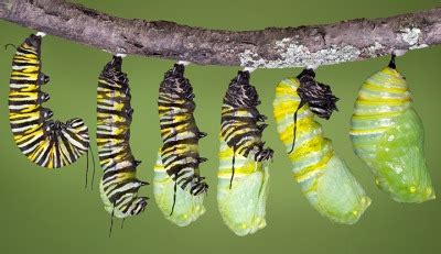 Pupa dictionary definition | pupa defined