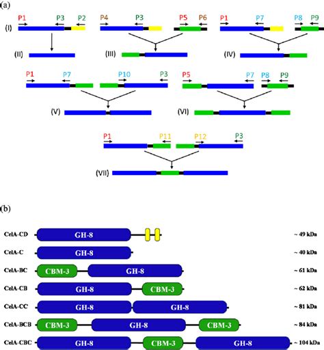 A Diagram Showing The Scheme Used For The Construction Of Recombinant