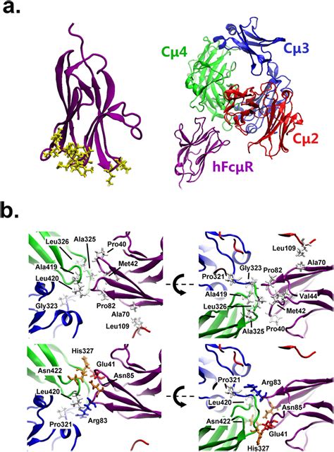 Model Of FCMR Binding To Human IgM A Homology Model Of The Monomeric