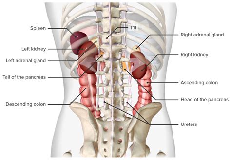 Kidneys: Anatomy | Concise Medical Knowledge