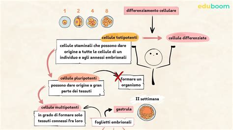 Property Ciro Realistic Tessuti Principali Del Corpo Umano Evidence