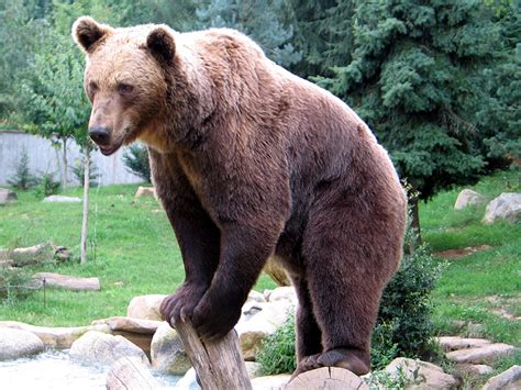 ImÁgenes Y Fotos De Animales Oso Pardo