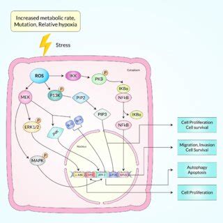 Diagrammatic illustration of oncogenic transformation and immortalized... | Download Scientific ...