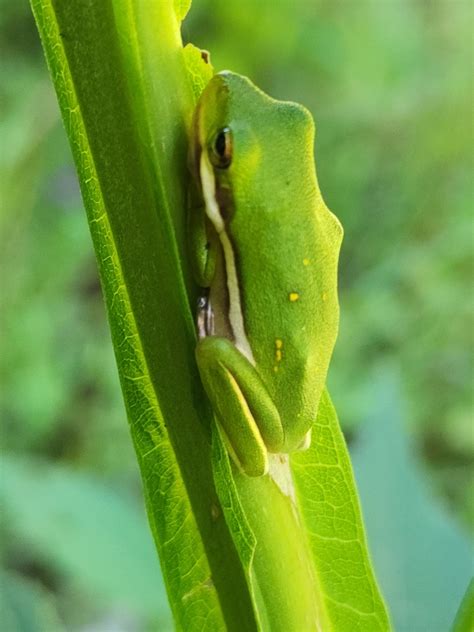 Green Treefrog From Raleigh Nc Usa On September At