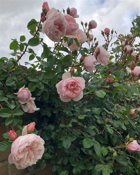 Heleneserendipity Garden On Instagram Rose The Generous Gardener