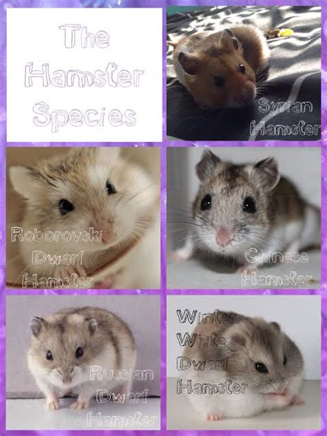 Hamster species - Everything Hamster: The Correct Information