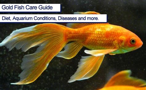 Goldfish Care Guide - Easy & Beginners-friendly