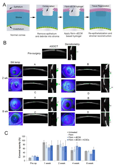 Biomolecules Free Full Text Human Cadaveric Donor Cornea Derived Extra Cellular Matrix