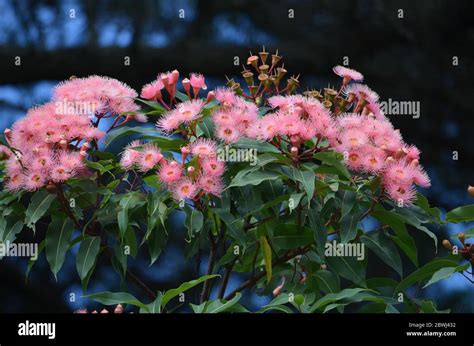 Australian Bush Flowers Stock Photo - Alamy