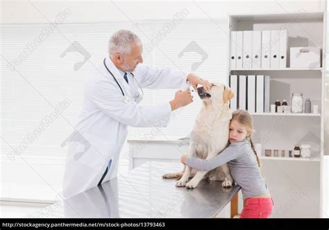 Tierarzt Untersucht Ein Hund Mit Seinem Besitzer Nerven Stockfoto