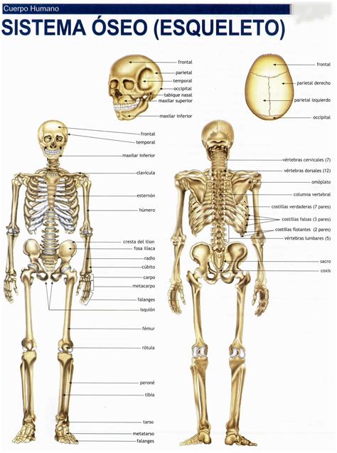 Anatomia