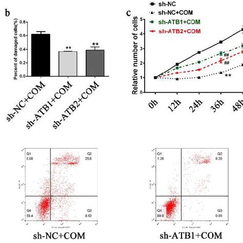 The Effects Of LncRNA ATB Knockdown On Induced EMT In HK 2 Cells A