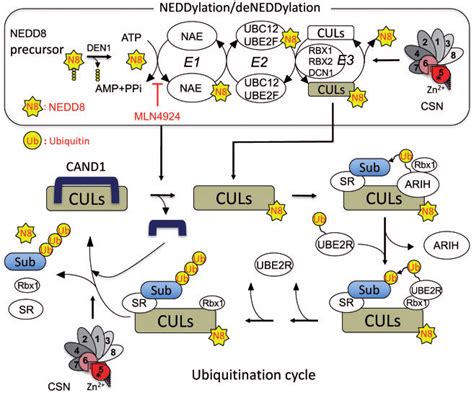 Scheme Of Cullin Ring E3 Ubiquitin Ligases Crls Dependent