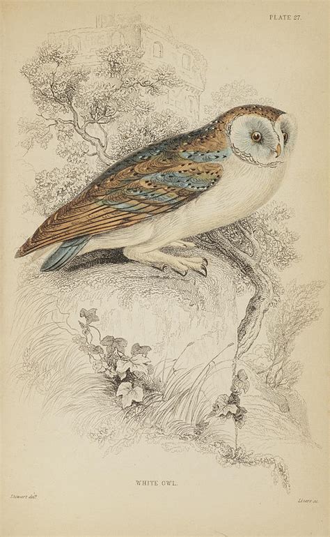 Jardine S Naturalists Library Vol Drawing By William Jardine Fine