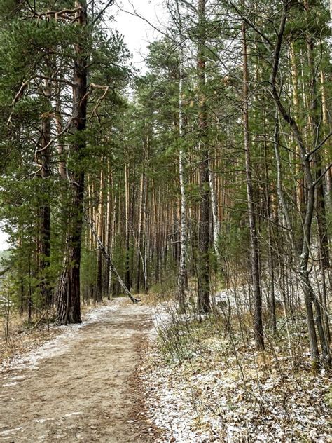 Hiking Trail among the Pine Forest at the Beginning of Winter Stock ...