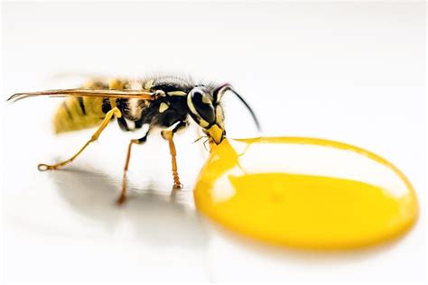 How to Treat a Wasp Sting | Insight Pest Solutions