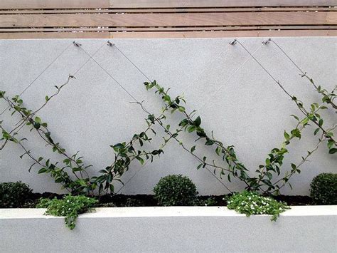 Jasmine Espalier Garden Design Beautiful Flowers Garden Backyard