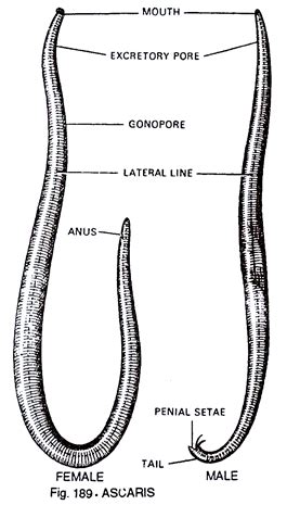 Ascaris Diagram Quizlet