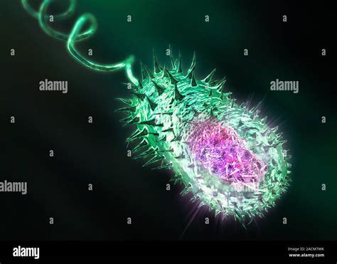 La Bacteria Gram Negativa Ilustración De Un Procariotas Gram Negativas Bacteria En Forma De