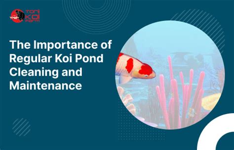 The Importance Of Regular Koi Pond Cleaning And Maintenance