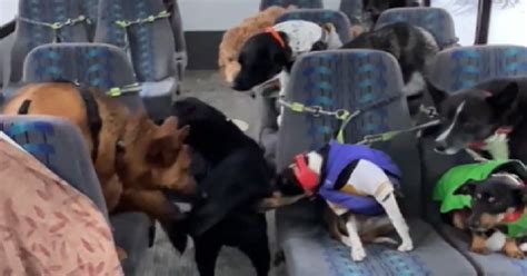 Dogs Patiently Wait Outside For Doggy Daycare Bus To Pick Them Up The