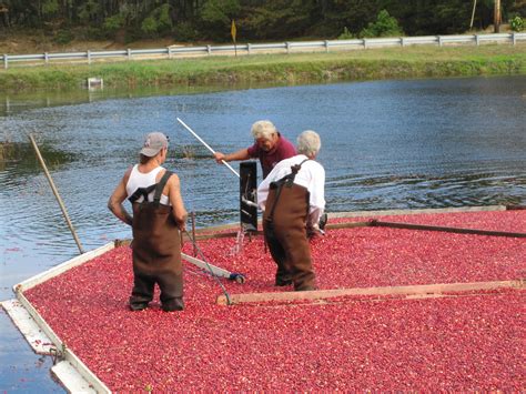 Cranberry Festival Cape Cod 2024 Erena Jacenta