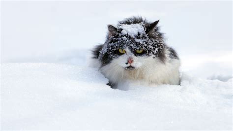 How do Feral Cats Survive Winter? - The Cat Bandit Blog