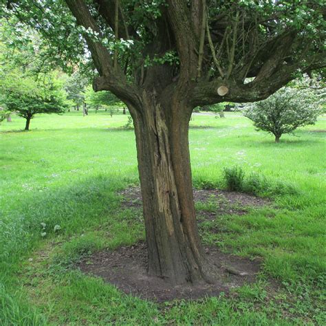 Crataegus laevigata 'Plena' in Bute Park