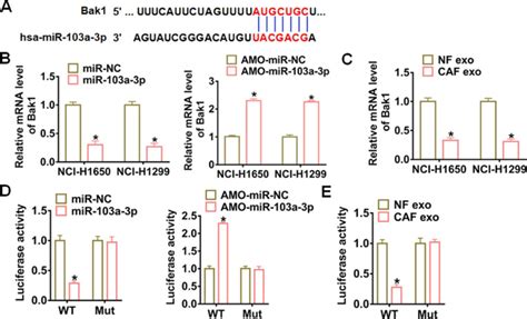 Bak1 Was A Direct Target Of Exosomal MiR 103a 3p In NSCLC Cells A