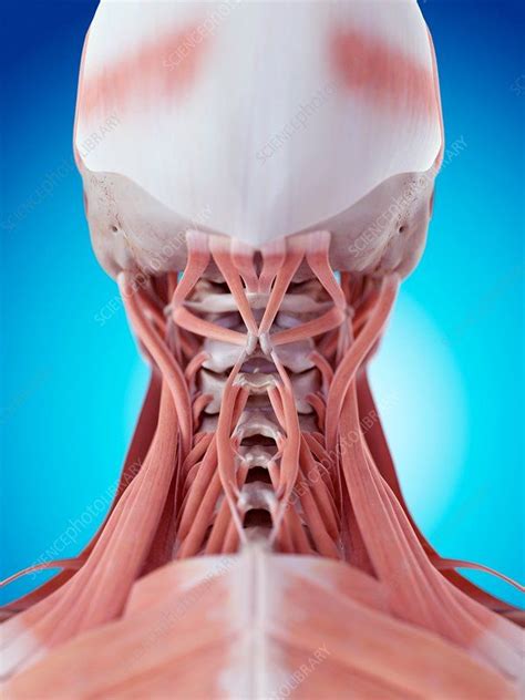 Human Neck Muscles Muscle Anatomy Massage Therapy Human Body Anatomy