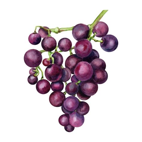 Racimo De Uvas Moradas Ilustraci N Acuarela Aislado Sobre Fondo Blanco