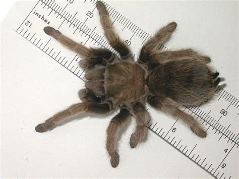 Tarantulas Archives Wild About Utah