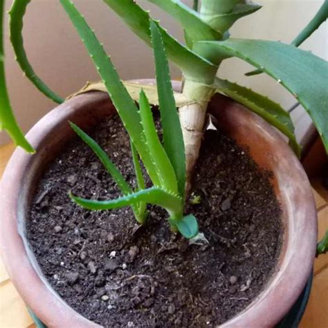 Tallo De La Flor De La Planta De Aloe