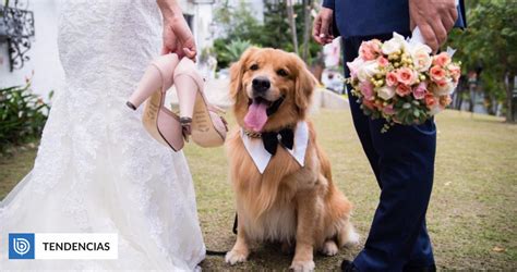 Invitación Para Matrimonio Pet Friendly Se Vuelve Viral Se Aceptan