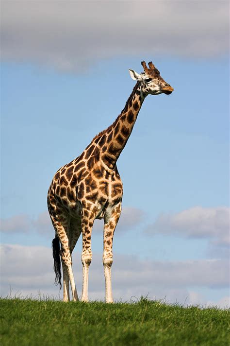 Tall Giraffe In A Field Fota Ireland Photograph By Pierre Leclerc