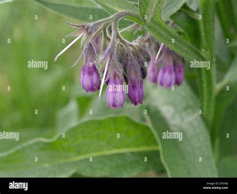 Echter Beinwell Symphytum Officinale Hi Res Stock Photography And