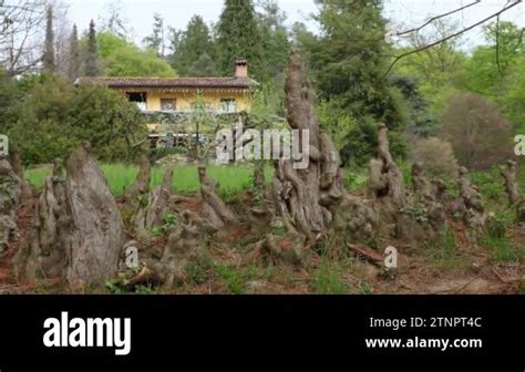 Roots Tree Roots Root System Bare Tree Roots Mysteriously Shaped