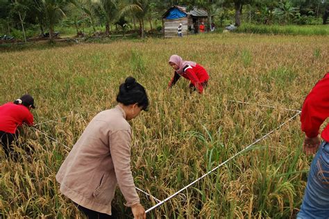 Metode Menghitung Produksi Padi TLOGO TANI