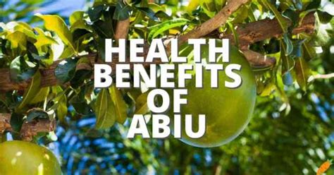 17 Potential Health Benefits Of Abiu Fruit