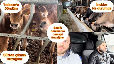 DANİMARKA BUZAĞI ALMAK İSTEYEN ARASIN TRABZONA DÖNDÜM İNEKLERİN