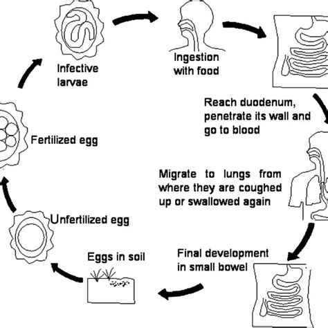 Ascaris Life Cycle Diagram